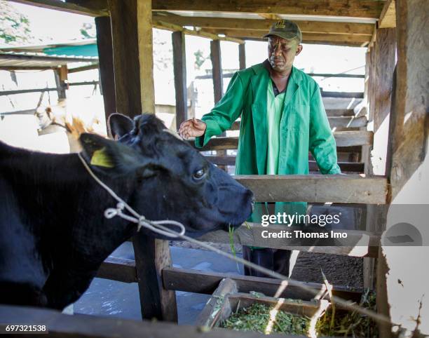 Kakamega County, Kenya A farmer stands with a cow in a barn. Bukura Agricultural Training Center in Kakamega County on May 16, 2017 in Kakamega...