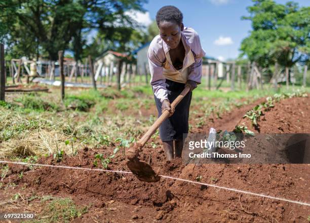 Kakamega County, Kenya A farmer is hacking a field at the Bukura Agricultural Training Center in Kakamega County on May 16, 2017 in Kakamega County,...