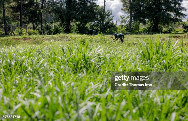 Kakamega County, Kenya A farmer is hacking a field at the Bukura Agricultural Training Center in Kakamega County on May 16, 2017 in Kakamega County,...