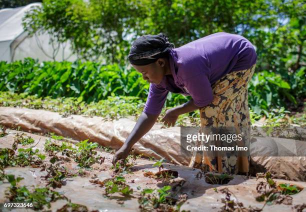 Young farmer during the fieldwork at Bukura Agricultural Training Center in Kakamega County on May 16, 2017 in Kakamega County, Kenya.