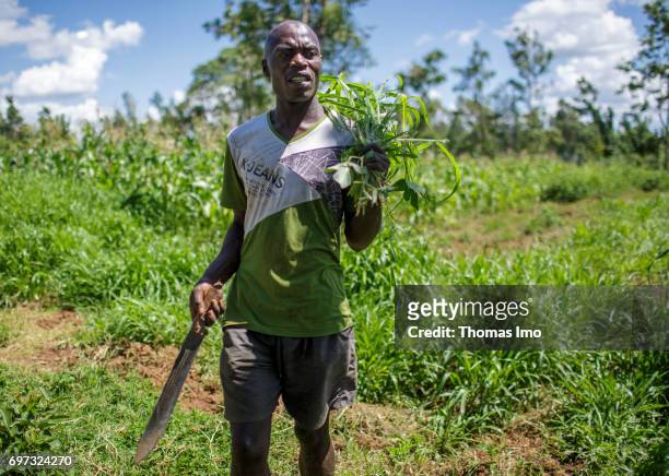 Young farmer at harvest in Kakamega County. In his hand he holds a machete on May 16, 2017 in Kakamega County, Kenya.