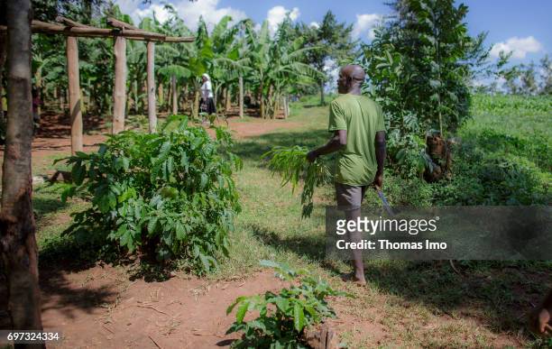Kakamega County, Kenya Young farmer on his field in Kakamega County on May 16, 2017 in Kakamega County, Kenya.