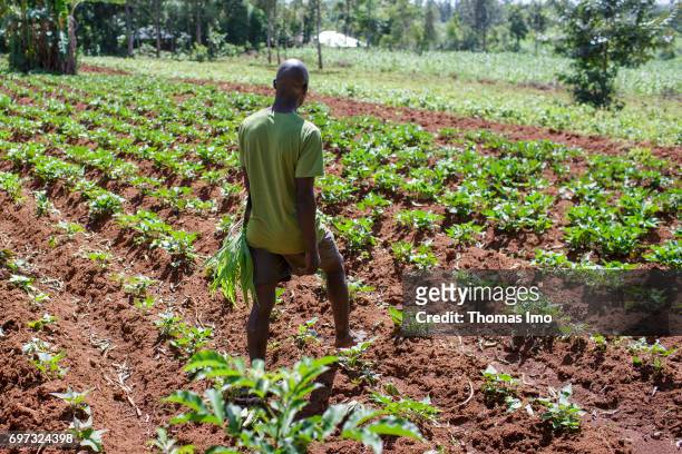 Young farmer on his field in Kakamega County on May 16, 2017 in Kakamega County, Kenya.