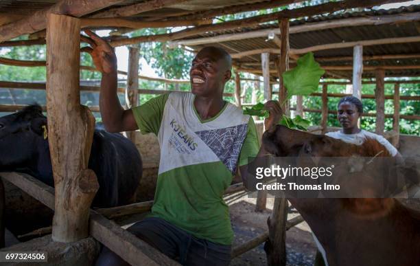 Kakamega County, Kenya A young farmer feeds his cow in a stable on May 16, 2017 in Kakamega County, Kenya.