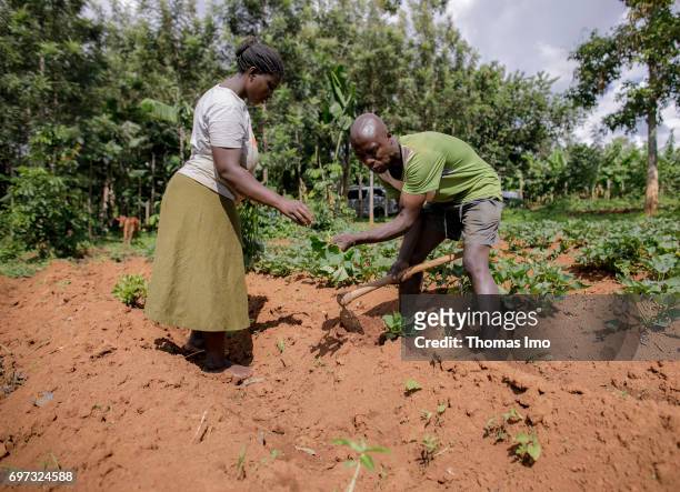 Kakamega County, Kenya African farmers are working on a field in Kakamega County on May 16, 2017 in Kakamega County, Kenya.