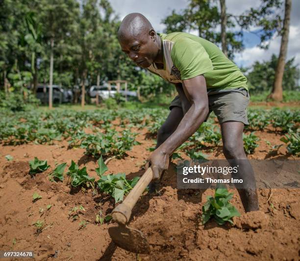 Kakamega County, Kenya A young farmer is working on a field in Kakamega County on May 16, 2017 in Kakamega County, Kenya.