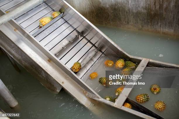 Thika, Kenya Pineapples are transported from a water basin via a conveyor belt. Production of pineapple juice at beverages manufacturer Kevian Kenya...