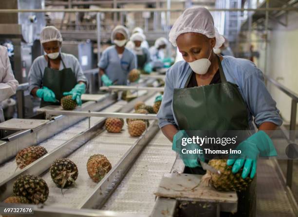 Thika, Kenya African workers are cutting pineapples on an assembly line. Production of pineapple juice at beverages manufacturer Kevian Kenya Ltd. On...