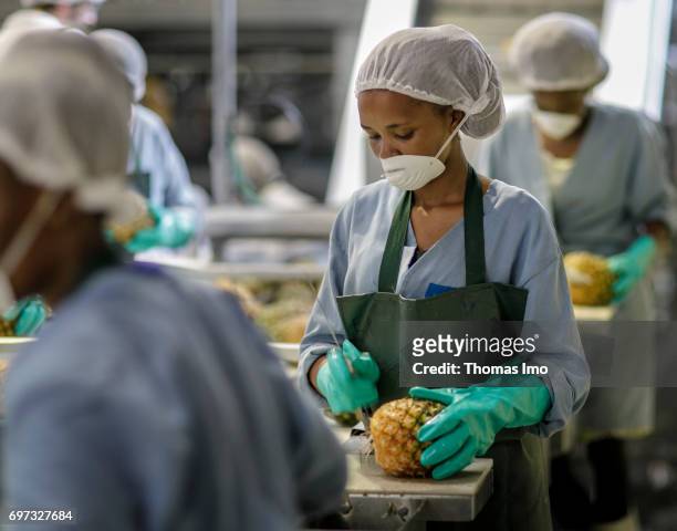 Thika, Kenya African workers are cutting pineapples on an assembly line. Production of pineapple juice at beverages manufacturer Kevian Kenya Ltd. On...