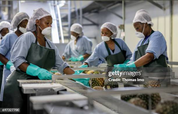 Thika, Kenya African workers are cutting pineapples on an assembly line. Production of pineapple juice at beverages manufacturer Kevian Kenya Ltd. On...