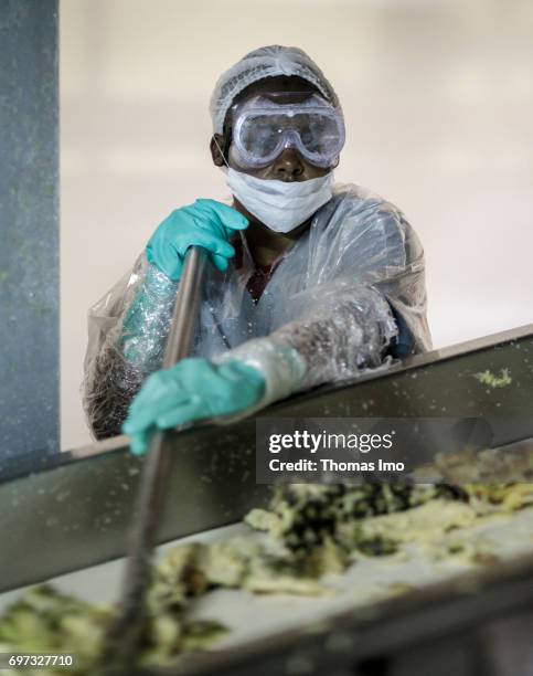 Thika, Kenya An African worker while working on an assembly line conveying the remains of pineapple fruits. Production of pineapple juice at...