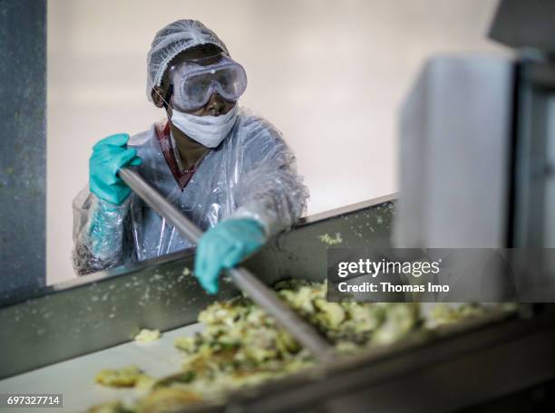 Thika, Kenya An African worker while working on an assembly line conveying the remains of pineapple fruits. Production of pineapple juice at...