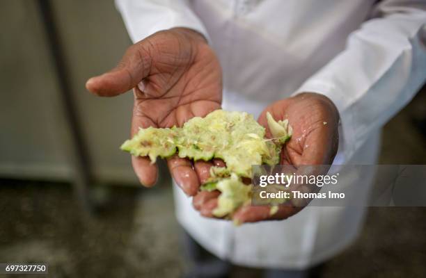 Thika, Kenya An employee holds the peel of a pineapple after pressing in his hands. Production of pineapple juice at beverage manufacturer Kevian...