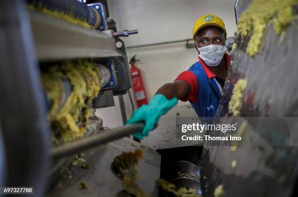 Thika, Kenya An African worker removes remains of pineapple fruits from a fruit press. Production of pineapple juice at beverage manufacturer Kevian...