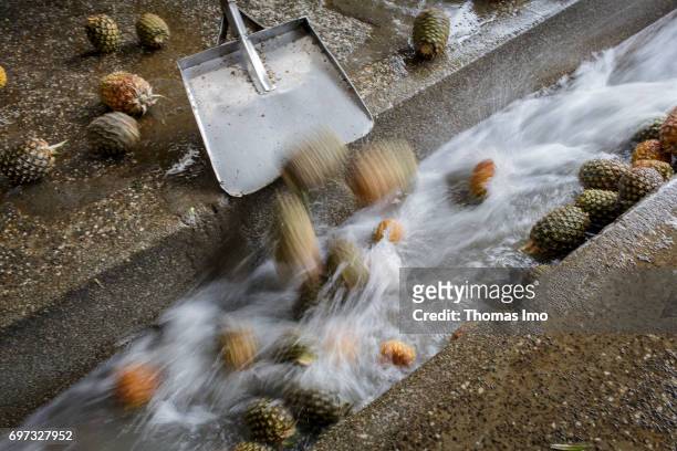 Thika, Kenya Pineapple fruits are transported with a shovel into a water channel. Production of juice at beverage manufacturer Kevian Kenya Ltd. On...