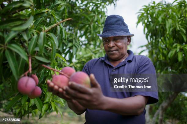 Ithanka, Kenya An African farmer examines ripening mango fruits on a tree on May 19, 2017 in Ithanka, Kenya.