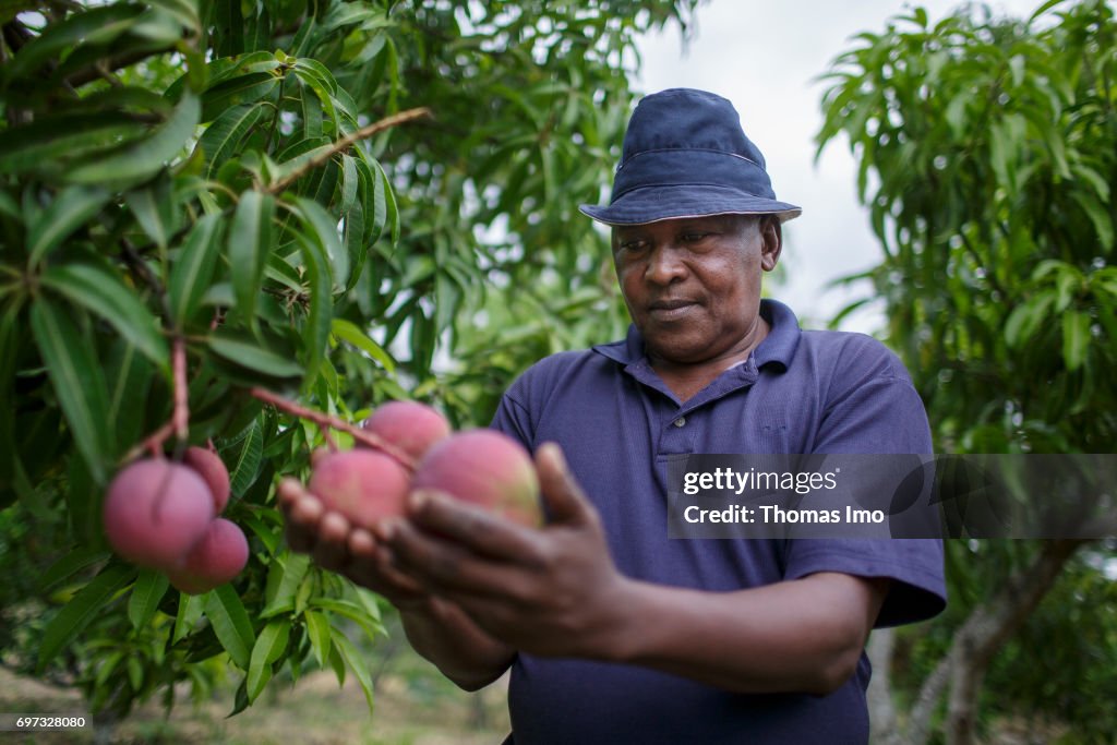 Mango plantation in Kenya