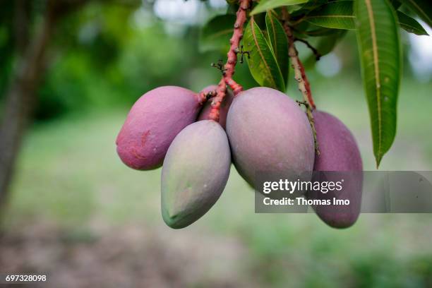 Ithanka, Kenya Mango fruits hang on a tree on a mango farm on May 19, 2017 in Ithanka, Kenya.