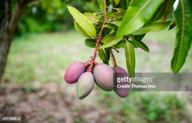 Mango fruits hang on a tree on a mango farm on May 19, 2017 in Ithanka, Kenya.