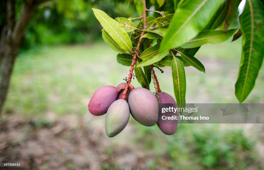 Mango plantation in Kenya