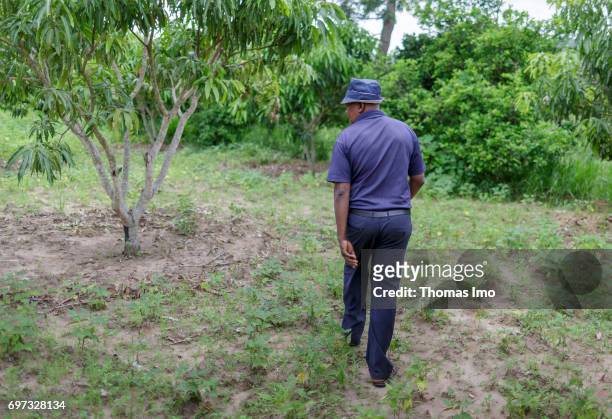 Ithanka, Kenya An African farmer walks across his mango farm on May 19, 2017 in Ithanka, Kenya.