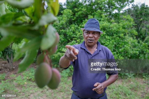 An African farmer points on ripening mango fruits on a tree on May 19, 2017 in Ithanka, Kenya.