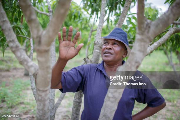 An African farmer stands under a tree on a mango farm on May 19, 2017 in Ithanka, Kenya.