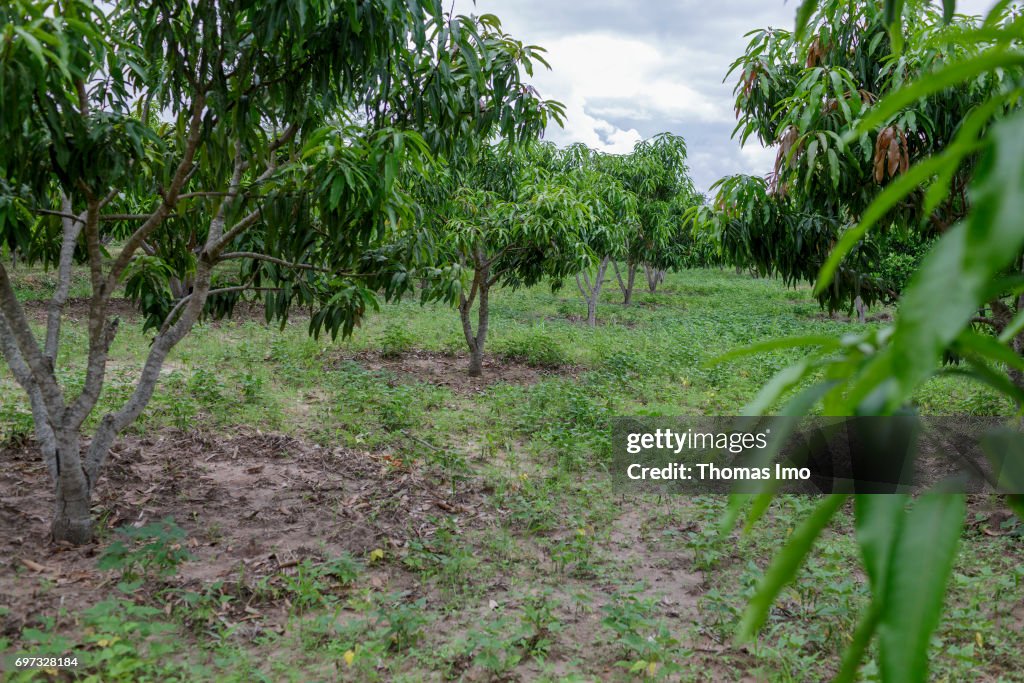 Mango plantation in Kenya