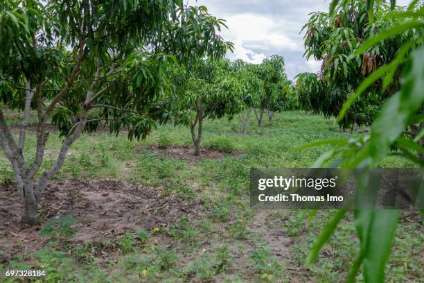 Ithanka, Kenya View over a mango farm on May 19, 2017 in Ithanka, Kenya.