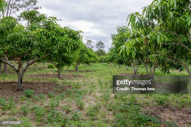 View over a mango farm on May 19, 2017 in Ithanka, Kenya.