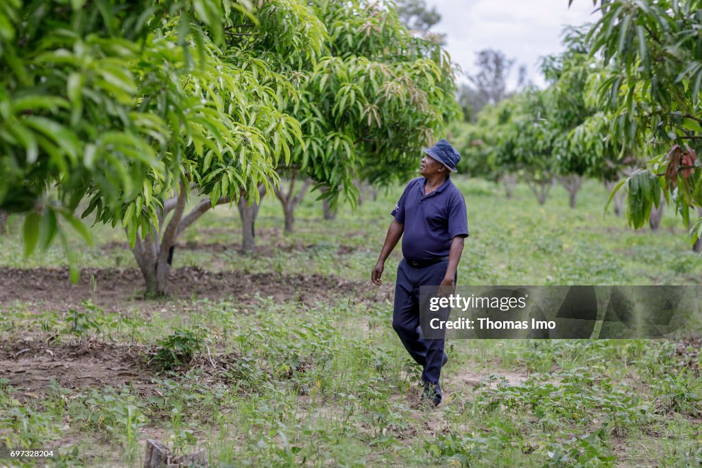 Mango plantation in Kenya