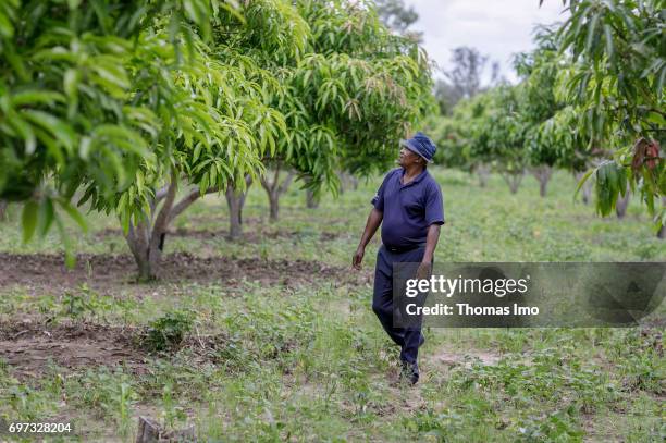 Ithanka, Kenya An African farmer walks across his mango farm on May 19, 2017 in Ithanka, Kenya.