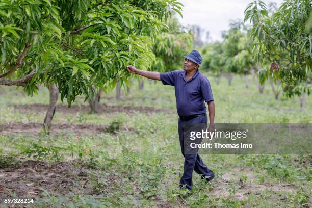 An African farmer walks across his mango farm on May 19, 2017 in Ithanka, Kenya.