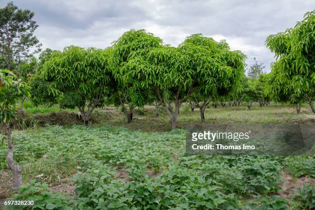 View over a mango farm on May 19, 2017 in Ithanka, Kenya.