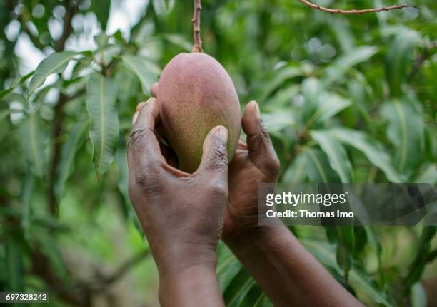 An African farmer picks a mango fruit on his mango farm on May 19, 2017 in Ithanka, Kenya.