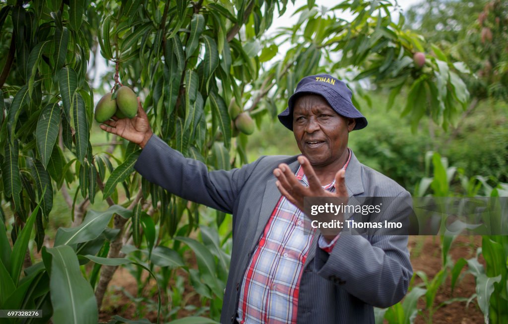 Mango plantation in Kenya