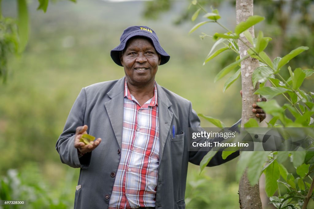 Mango plantation in Kenya