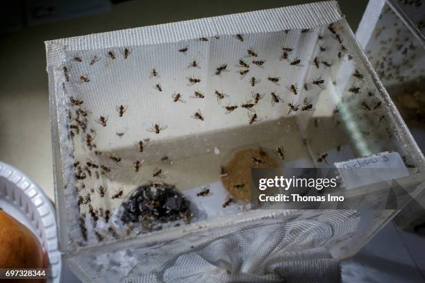 Nairobi, Kenya Breeding of fruit flies in a container at the International Center of Insect Physiology and Ecology . Laboratory for the investigation...