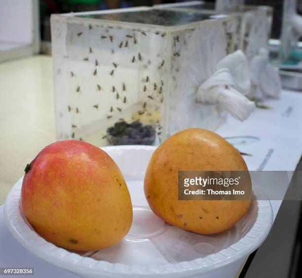 Nairobi, Kenya Breeding of fruit flies in a container. In the foreground are two mangoes at the International Center of Insect Physiology and Ecology...