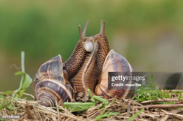 snails in coupling - mating stock pictures, royalty-free photos & images