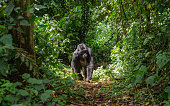 Dominant male mountain gorilla in rainforest. Uganda. Bwindi Impenetrable Forest National Park.
