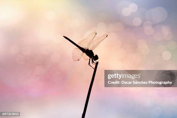 quirky moments - insecto stock pictures, royalty-free photos & images
