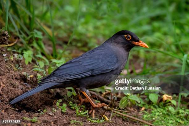 black bird (turdus merula) - black bird with orange beak stock pictures, royalty-free photos & images