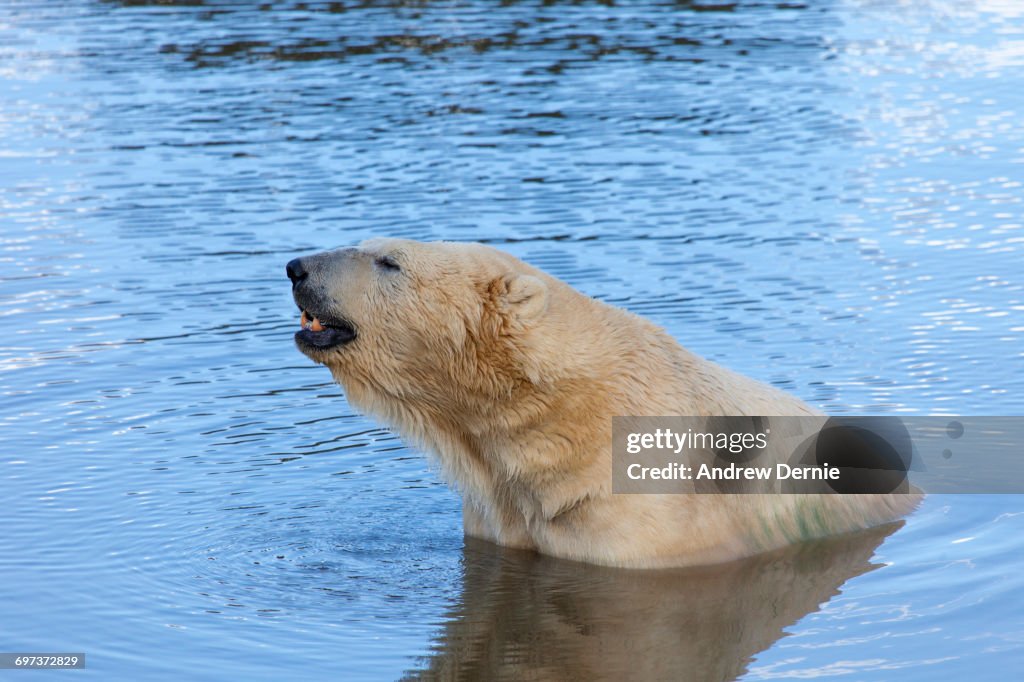 Polar Bear