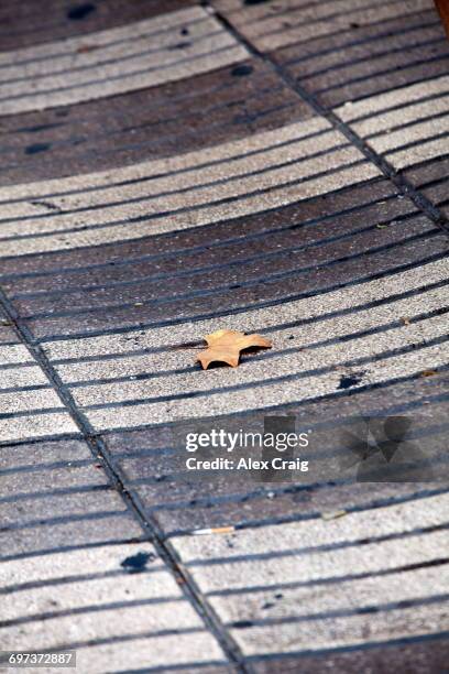 las ramblas leaf - las ramblas fotografías e imágenes de stock