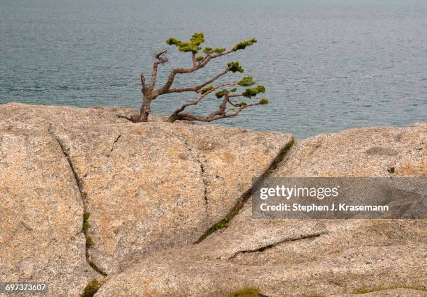 wind sculpted tree growing in rock wall. - korktanne stock-fotos und bilder