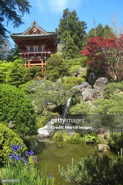 japanese tea garden - oriental garden stockfoto's en -beelden