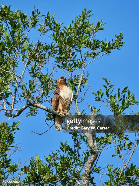 red-tailed hawk - chicken hawk stock pictures, royalty-free photos & images