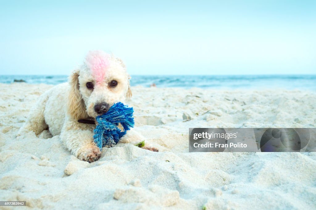 Miniature Poodle Toy Poodle Mohawk A White Dog With A Pink Mohawk