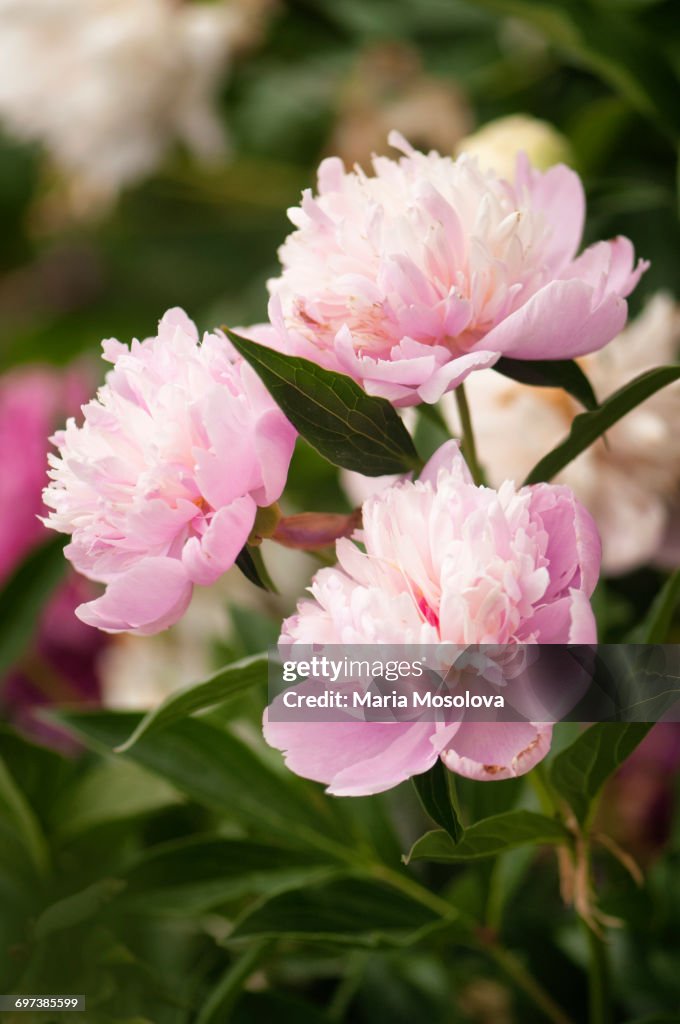 Pink Peony Flower Trio in Full Bloom